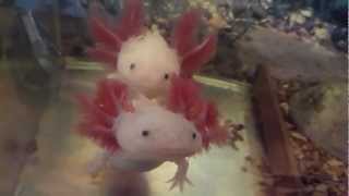 Axolotl Ambystoma Mexicanum HD [upl. by Roslyn888]