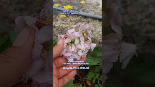 SAPONARIA planta do xabón natural 🧼 [upl. by Eiltan918]