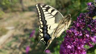 Swallowtail butterfly [upl. by Gaut]