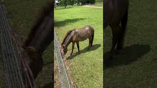 Low profile ponies mississippi crystalsprings horses lowrider ponies [upl. by Stoops]