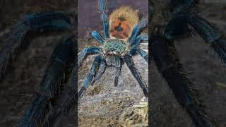 Chromatopelma cyaneopubescens are stunning gbb greenbottleblue tarantula shorts spider blue [upl. by Ettegirb798]