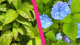 Black Spots on Hydrangea Leaves Why I got rid of my mophead bigleaf hydrangeas [upl. by Anaigroeg]