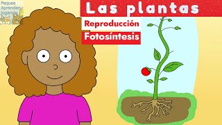 Partes de una planta reproducción y fotosíntesis para niños Peques Aprenden Jugando [upl. by Nahij]