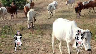 Funny Cow Dance  Cow Video in forest  Cow Forest Video [upl. by Mundt]