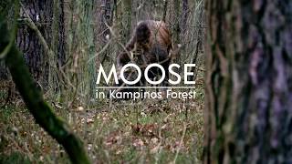 Moose in Kampinos Forest  Łoś w Kampinoskim Parku Narodowym 4K [upl. by Minabe408]