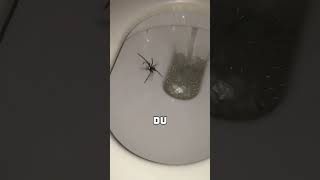 Der Schock des Jahres  Riesige Spinne im Klo 🕷️🚽 [upl. by Ettesil13]