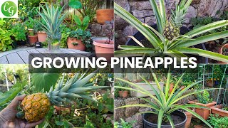 The Joy Of Growing Pineapples  How To Grow Pineapple Plants In Containers [upl. by Ecilahc588]