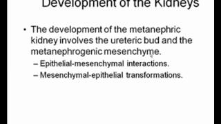 Development of the Kidney [upl. by Lemal]