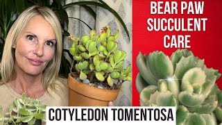 Cotyledon tomentosa CARE Bear Paw Succulent Complete GUIDE  MOODY BLOOMS [upl. by Annayd629]