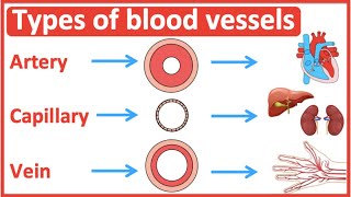 Types of blood vessels  Artery capillary amp vein  Easy learning video [upl. by Dillon]