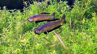 Australian Native Fish  Teewah Creek Ornate Rainbowfish Rhadinocentrus ornatus [upl. by Yajnas]