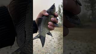 Hooked on Fishing with a Giant Rod – MustSee Catch fishing [upl. by Fauman]