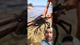 Sea 🦀🦀🦀 crustacean travel mudcrab fishing adventure beach islandlife shorts [upl. by Yenffad]