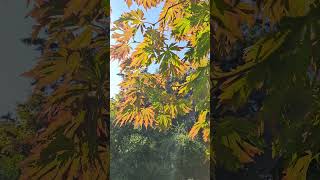 Full Moon Maple Color Change in Early Autumn japanesemaple fallcolors torontolife [upl. by Major]