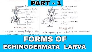 Part  1  Forms of Echinodermata larva  Bipinnaria Brachiolaria Auricularia Larva [upl. by Eelidnarb747]