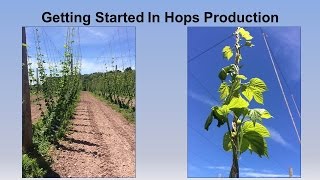 Getting Started in Hops Production [upl. by Aeslehc]