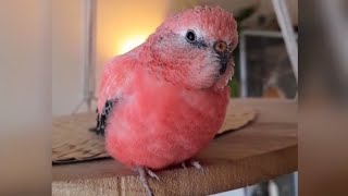 Rosey Bourke parakeet singing sounds [upl. by Clementia]