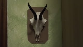 Taxidermia cráneo de sarriorebeco Fácil [upl. by Ide]