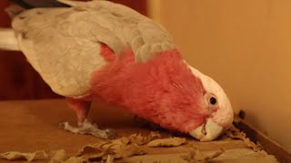 Vinny My Galah Cockatoo Scares George Vinny Subtitles  VINNY SHORTS [upl. by Hilliary]