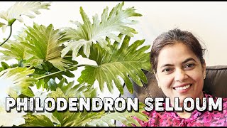 Philodendron Selloum  Canada Indoor Plant Care [upl. by Carny]