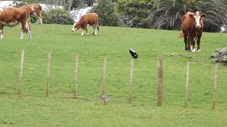 Spur winged plover amp magpie standoff Cornwall Park 011018 [upl. by Aitnic]