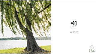 Willow 柳  S4E267  OWAD Learning Mandarin Chinese [upl. by Forkey]