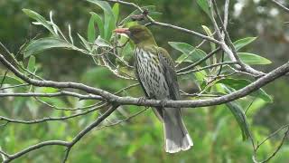 Olivebacked Oriole 21 [upl. by Lledrac]