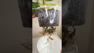 Growing Ficus Altissima Rubber Plant in LECA The Green Earth thegreenearth shorts youtubeshorts [upl. by Terza]