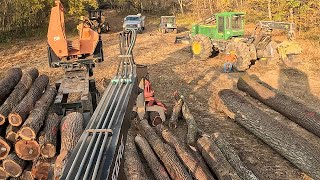 Buck Saw Down at Log Yard Bucking up Veneer Gold Walnut Trees by Hand [upl. by Ailbert961]