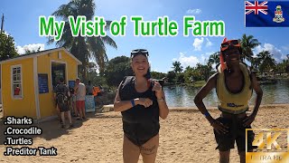 Visiting Turtle Farm  Grand Cayman [upl. by Burgener]