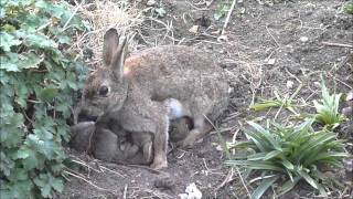 Wild baby rabbit feeding time [upl. by Yelrak555]