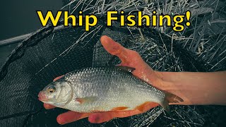 Whip Fishing  BIG Roach Tips for bagging up [upl. by Nylasoj]