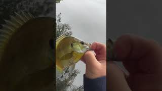 Bluegill release fishing [upl. by Zedecrem491]