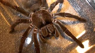 My Largest Tarantula Charlotte gets her enclosure cleaned [upl. by Cristin535]