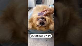 Dog SPA Day✨️🐶 dogproducts petproducts dogowners catowners petowners [upl. by Lyrred914]