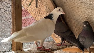 Pigeons Tipplers on loft 2023 [upl. by Mathilde]