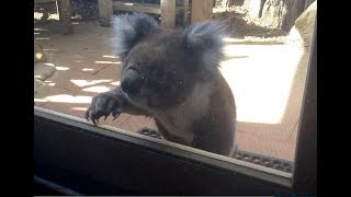 Koala Knocking On My Window  Australia [upl. by Bordy]