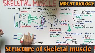 Skeletal muscle structure  NMDCAT 2021 [upl. by Enait]