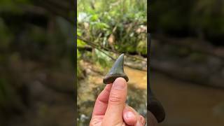 10 Million Year Old Shark Tooth [upl. by Elleryt445]