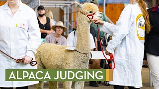 Alpaca Judging [upl. by Ettenil919]