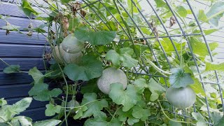 How To Grow Planting And Harvesting Cantaloupe Melons vertically trellis  planting instructions [upl. by Atekram]