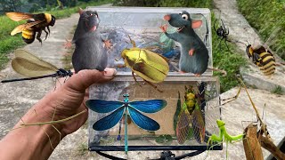 Five baby mice caught‼️catch golden beetle praying mantis damselfly stick bug cicada vespa wasp [upl. by Wilcox]