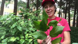 Calycanthus floridus sweetshrub [upl. by Genesa]