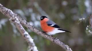 Domherre Bullfinch Pyrrhula pyrrhula [upl. by Ahsilad]