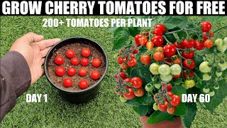 How To Grow Tomatoes  Cherry Tomatoes [upl. by Bilak]