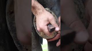 Hoof Restoration  Full video on the channel shorts farrier satisfying asmr [upl. by Claud]