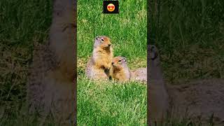 Ground squirrel couple 🥰 [upl. by Irehs]