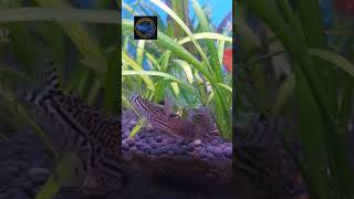 Hungry Cory Gang corydoras julii catfish plantedtank aquarium aquascape plantedaquarium [upl. by Atinhoj]