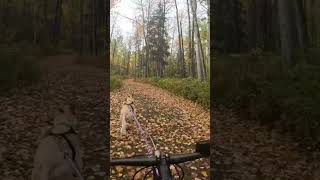 Sounds of Fall Bikejore dogs mtb albertaparks alberta happydogs trail [upl. by Deanna]