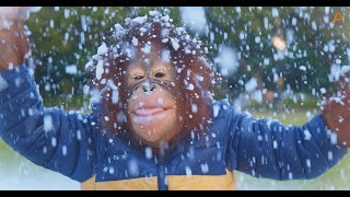 Animalia Orangutan Benji enjoys a snowy wonderland [upl. by Boy]